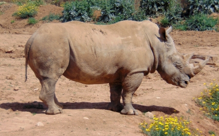 Rhino - large, rhino, animal, Africa