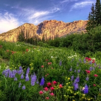 The Wild Albion Basin, Wasatch Mountains, Utah