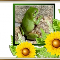 FRAMED FROGS