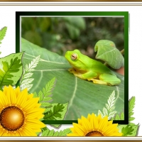 FRAMED FROGS