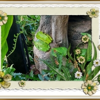 FRAMED FROGS