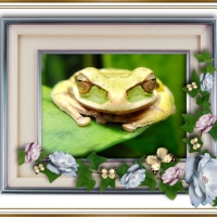 FRAMED FROGS