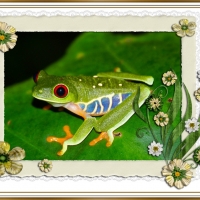 FRAMED FROGS