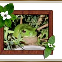 FRAMED FROGS