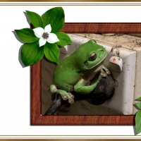 FRAMED FROGS