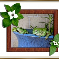 FRAMED FROGS