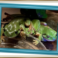 FRAMED FROGS