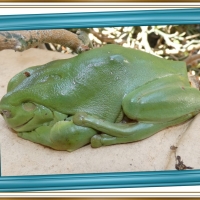 FRAMED FROGS