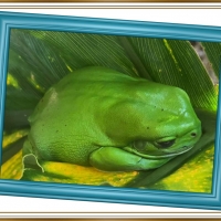 FRAMED FROGS