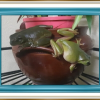 FRAMED FROGS