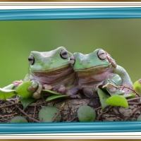 FRAMED FROGS