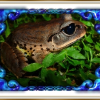 FRAMED FROGS