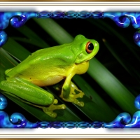 FRAMED FROGS