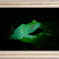 FRAMED FROGS