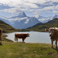 Swiss Landscape