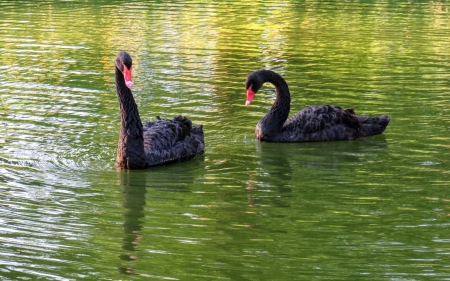 Black Swans - Latvia, black, swans, birds, water