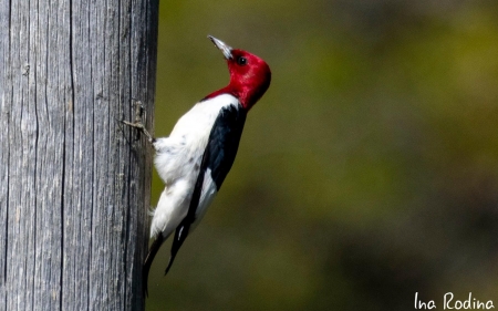 Woodpecker - bird, Latvia, woodpecker, wood