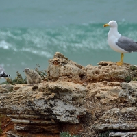 Seagulls by Sea