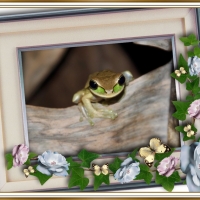 FRAMED FROGS