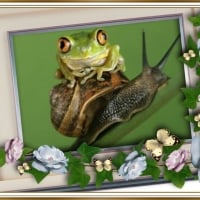 FRAMED FROGS