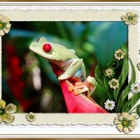 FRAMED FROGS