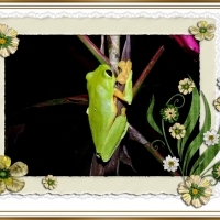 FRAMED FROGS