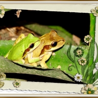 FRAMED FROGS