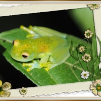 FRAMED FROGS