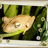 FRAMED FROGS