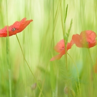 Poppy Season