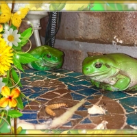 FRAMED FROGS