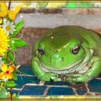 FRAMED FROGS