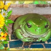 FRAMED FROGS