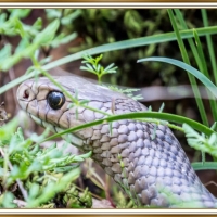 FRAMED SNAKE