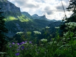 Wildflowers In An Alpine Landscape In Le Grammont, Switzerland