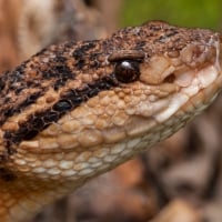 Bushmaster Snake