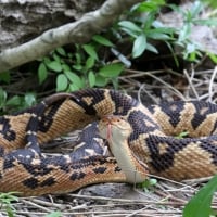 Bushmaster Snake