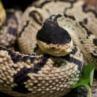 Bushmaster Snake