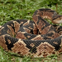 Bushmaster Snake