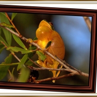 FRAMED FROGS