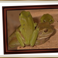 FRAMED FROGS