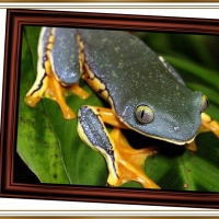 FRAMED FROGS