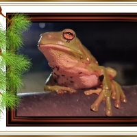 FRAMED FROGS