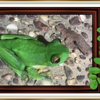 FRAMED FROGS