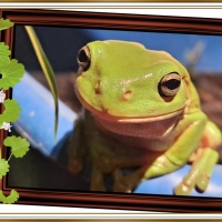 FRAMED FROGS