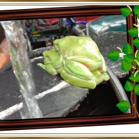 FRAMED FROGS