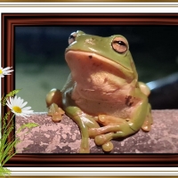 FRAMED FROGS