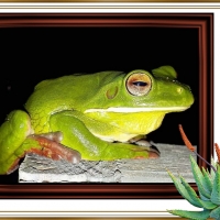 FRAMED FROGS