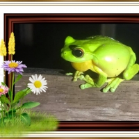 FRAMED FROGS