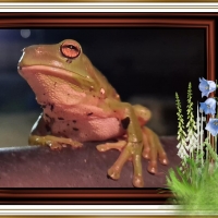 FRAMED FROGS